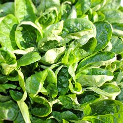 Lamb's Lettuce, 'Coquille de Louviers'